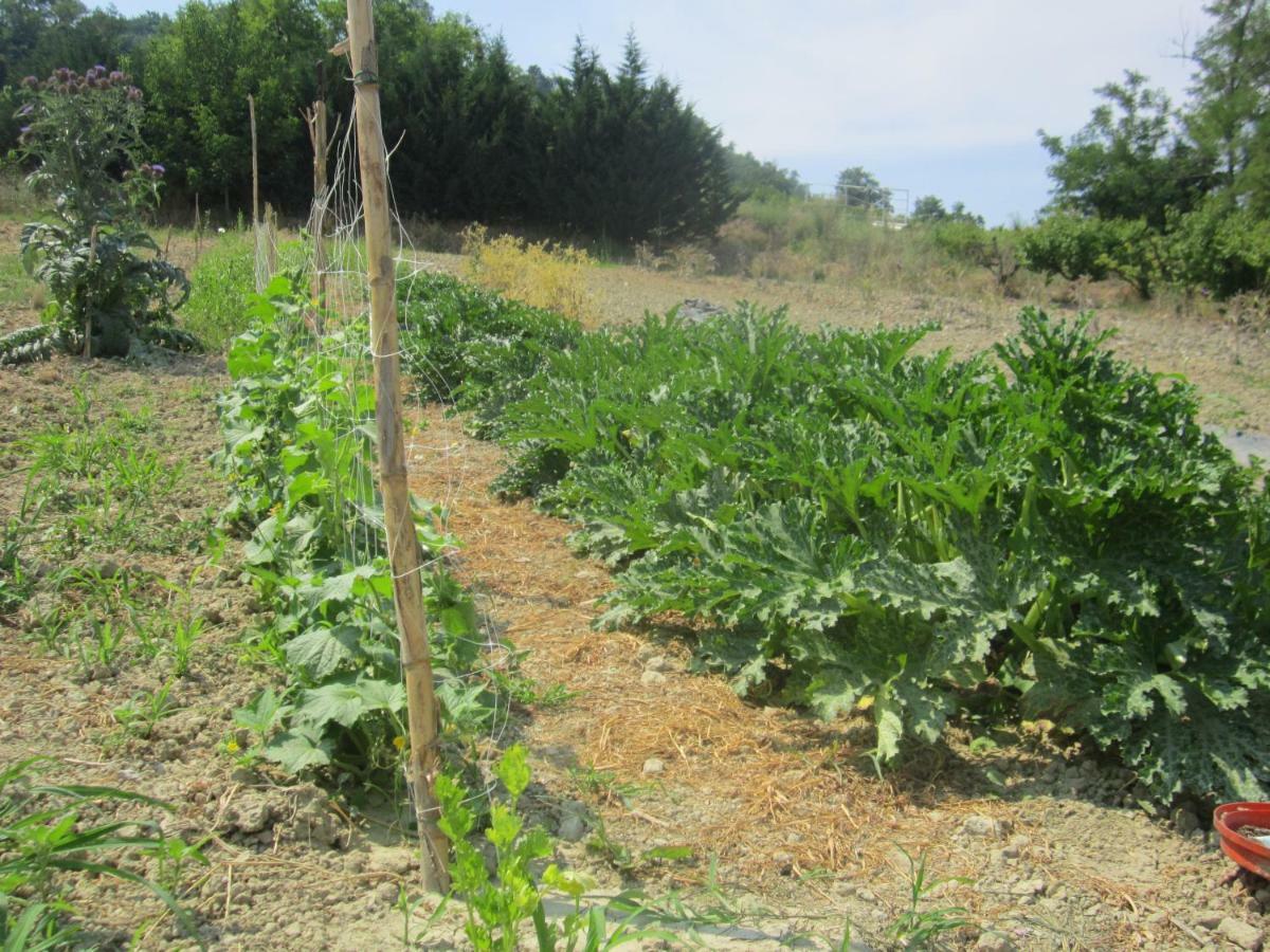 Le Spighe Agriturismo 체세나 외부 사진